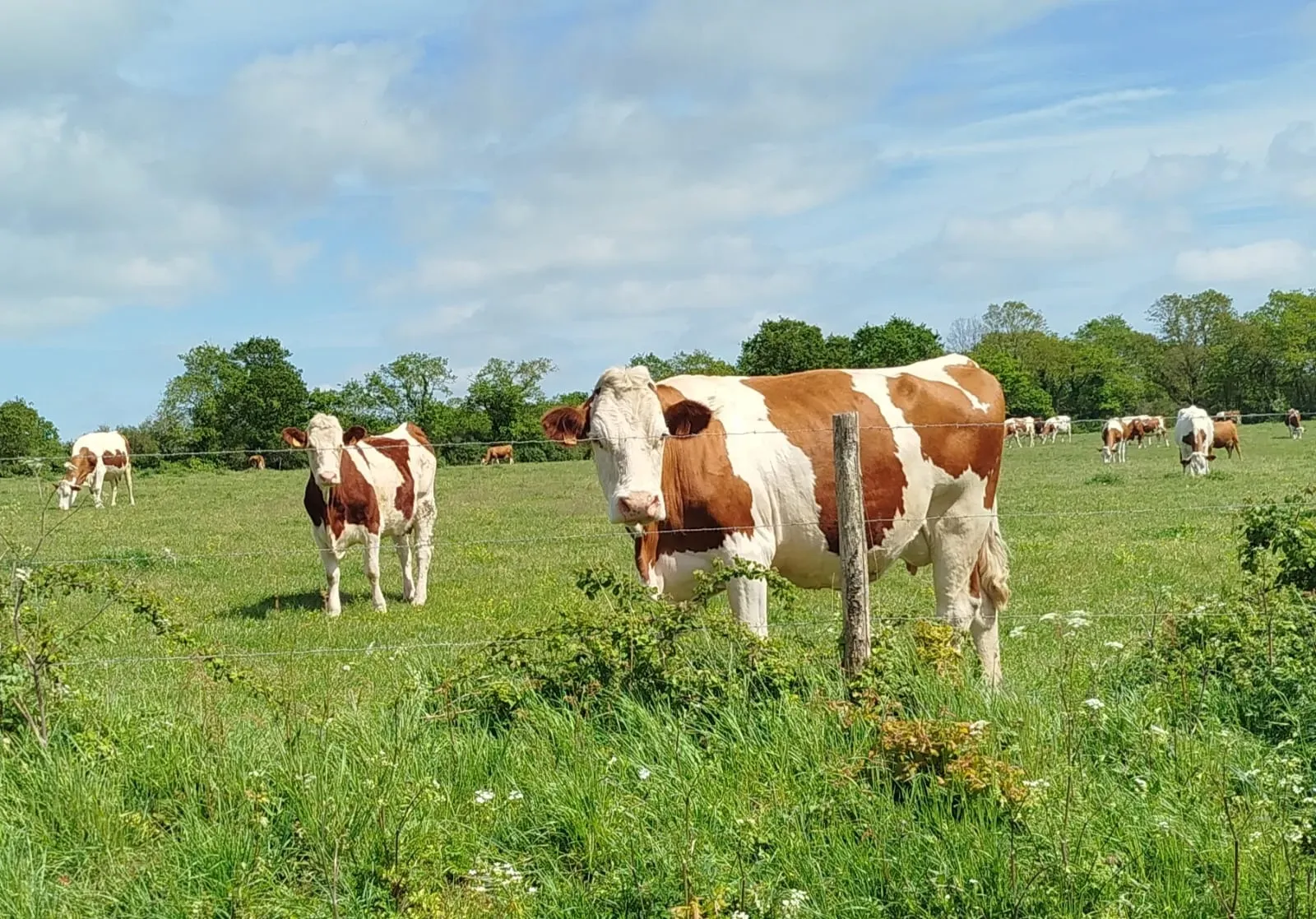 vaches ferme