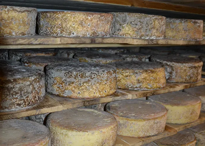 la ferme 11